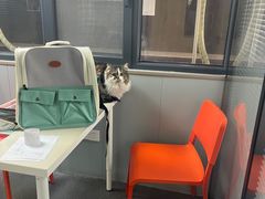 -伟伟宠物医院·CT影像中心·瑞派犬猫综合性门诊(汉口总院)