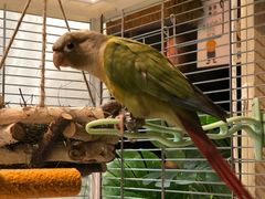 -Thai Basil罗勒叶泰式餐厅(时代天街店)