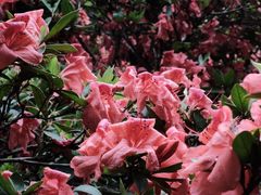 -中国科学院华南植物园
