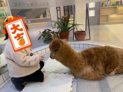 -Moni星球萌宠·小马宝莉·灵蛇·高端高阶全萌宠互动体验俱乐部(红豆国际广场店)