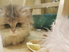 -momokira米努特·德文卷毛猫·棉花面纱犬