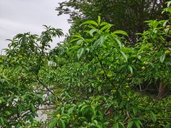 -上海怡沁园度假酒店