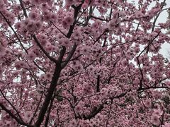 -昆山城市生态森林公园