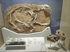 -国家自然博物馆