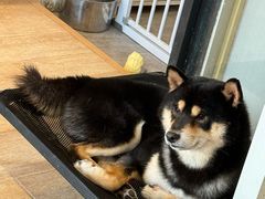 -南京Hallo宠物乐园·哈罗犬舍·柴犬繁育基地