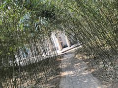 -金星公园