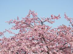 -上海辰山植物园