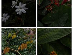 -中国科学院华南植物园
