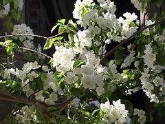 -大觉寺-停车场