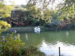 -井之头恩赐公园