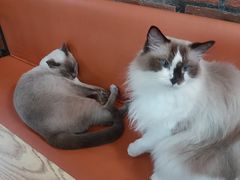-豆逗聊愈猫阁Easy Life
