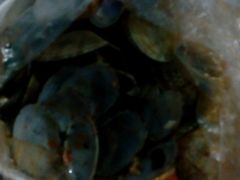 -何记花甲·海鲜餐厅