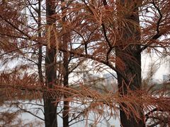 -广东花都湖国家湿地公园