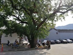 -大树下饭店(春晓镇慈岙社区卫生服务站南)