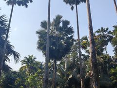 -中国科学院西双版纳热带植物园