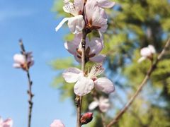 -鹫峰国家森林公园