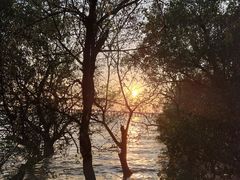 -宝安西湾红树林湿地公园