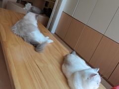 -鼓捣猫呢主题猫咖店