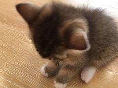 -猫咪派对(江南西店)