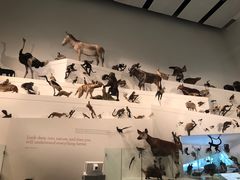 -墨尔本博物馆(Melbourne Museum)