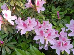 -斐尔国际皮肤管理中心