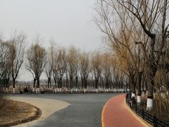 -大兴滨河森林公园