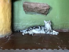 -猫猫幼稚园·撸猫·桌游·电玩