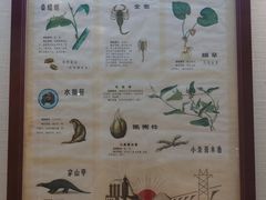 -广东中医药博物馆