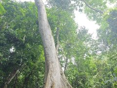 -中国科学院西双版纳热带植物园