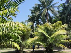 -中国科学院西双版纳热带植物园