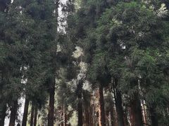 -武陵山森林公园
