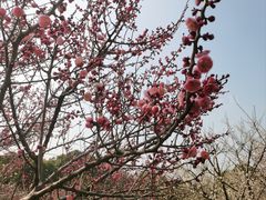 -香雪海