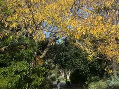 -墨尔本皇家植物园