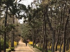 -日照海滨国家森林公园