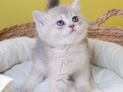 -翊宠yipet猫狗购宠庄园犬舍•猫舍