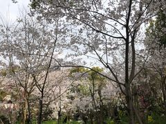 -南汇桃花村