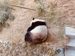 -泉州海丝野生动物世界