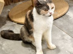 -楼上猫咖(罗湖店)