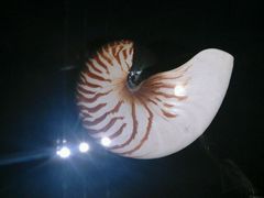 -青岛贝壳博物馆