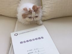 -宠爱国际动物医院· 猫科· 外科·中兽医(长白店)