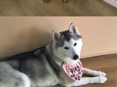 -Husky Go! 哈士奇体验馆·宠物咖啡厅狗咖