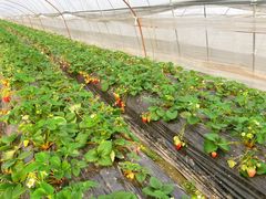 -胜丰草莓采摘园