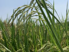-迪茵湖田家舍生态农场