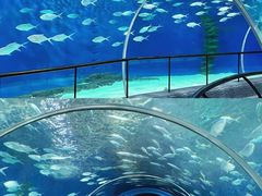-上海海洋水族馆