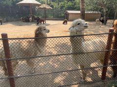 -大连森林动物园