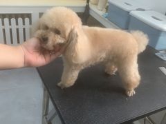 -优缇多格专业宠物美容师培训学校