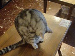 -猫猫幼稚园·撸猫·桌游·电玩