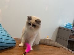 -lincat·猫舍(广州店)