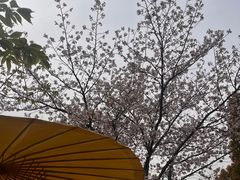 -高东镇樱花园