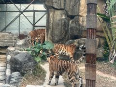 -深圳野生动物园